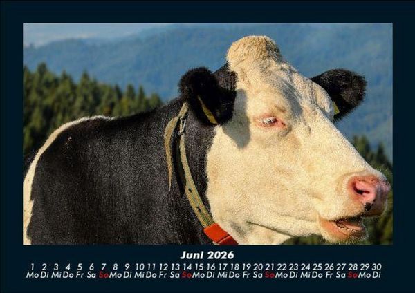 Produktbild: Kuhkalender 2026 Fotokalender DIN A5