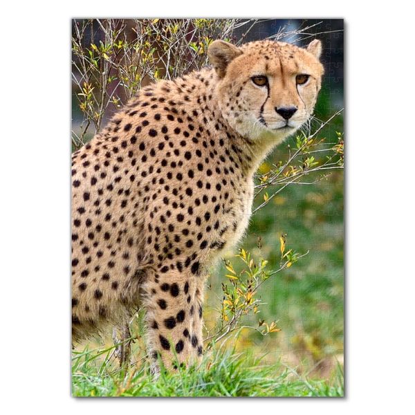 Produktbild: Lais Puzzle Gepard 500 Teile