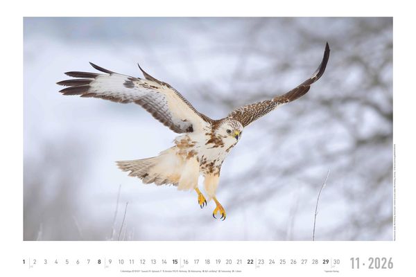 Geheimnisvolles Waldleben 2026 - Bildkalender 49,5x33 cm - Tiere und Pflanzen in unseren heimischen Wäldern - Wandkalender - Wandplaner - Tierkalender