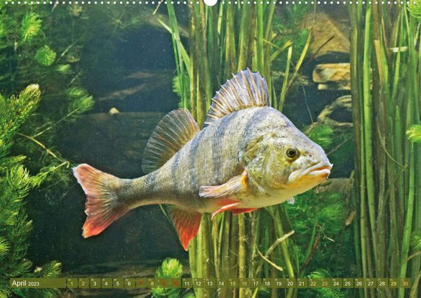 'Fische in Teichen und Flüssen (Premium, hochwertiger DIN A2