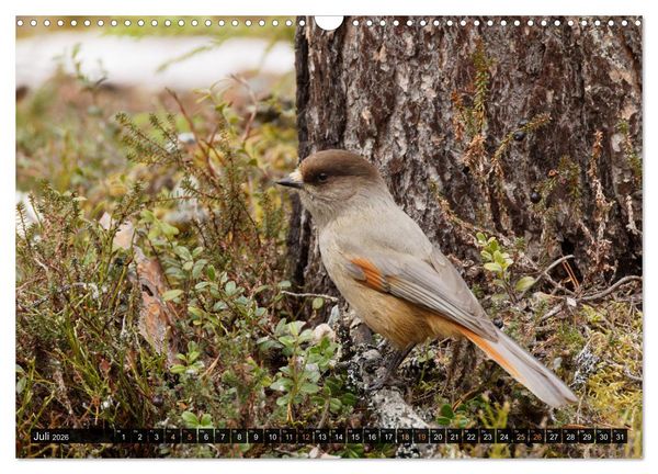 Produktbild: Die grandiose Tierwelt von Finnland (Wandkalender 2026 DIN A3 quer), CALVENDO Monatskalender