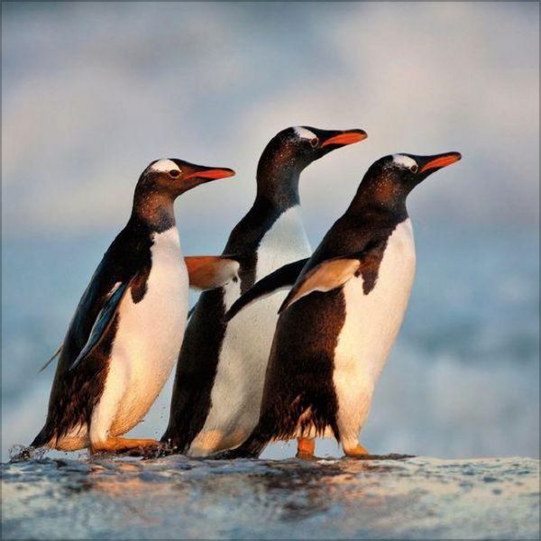 Produktbild: Pinguine 2027