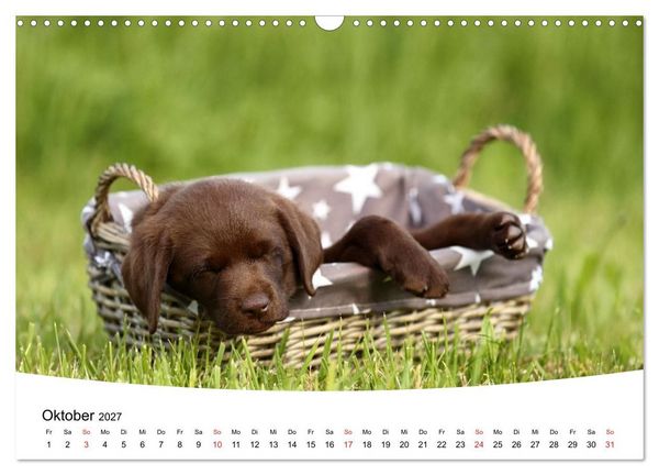 Produktbild: Labrador Welpen - Labrador Puppies (Wandkalender 2027 DIN A3 quer), CALVENDO Monatskalender