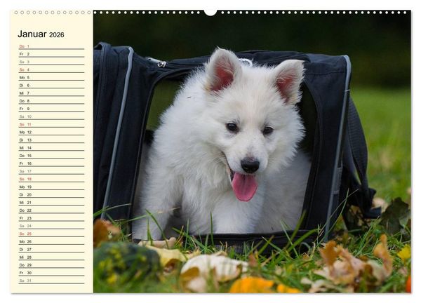 Produktbild: Wei&szlig;er Schweizer Sch&auml;ferhund - Ein Tag im Leben einer Hundefamilie (hochwertiger Premium Wandkalender 2026 DIN A2 quer), Kunstdruck in Hochglanz