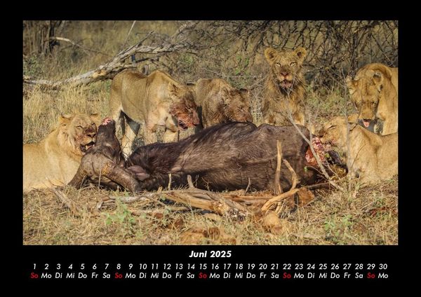 Produktbild: L&ouml;wen in der Wildnis 2025 Fotokalender DIN A3