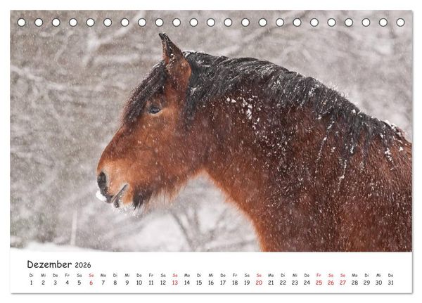 Produktbild: Kaltblut - schwere Pferde mit Herz (Tischkalender 2026 DIN A5 quer), CALVENDO Monatskalender