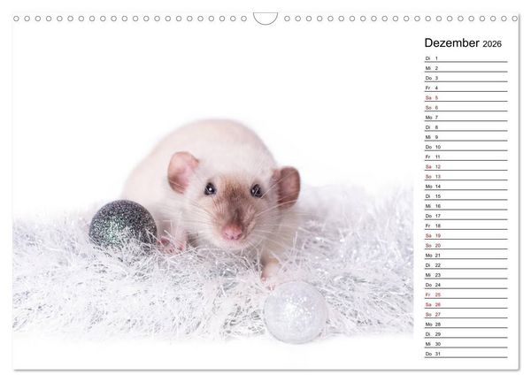 Produktbild: Ratten. Kleine Nager, gro&szlig;es Herz. (Wandkalender 2026 DIN A3 quer), CALVENDO Monatskalender