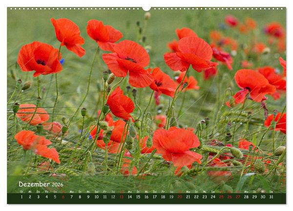 Produktbild: Mohntr&auml;ume (hochwertiger Premium Wandkalender 2026 DIN A2 quer), Kunstdruck in Hochglanz