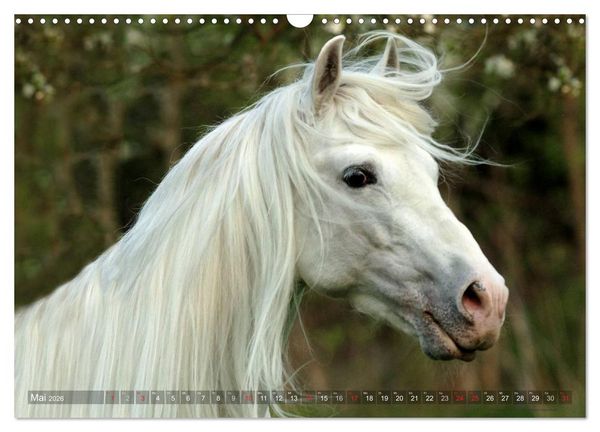Produktbild: Edle spanische Pferde - Pura Raza Espanola (Wandkalender 2026 DIN A3 quer), CALVENDO Monatskalender