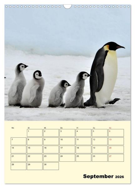 Produktbild: Pinguine. Wackeln im Thermo-Frack (Wandkalender 2026 DIN A3 hoch), CALVENDO Monatskalender