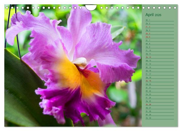 Produktbild: Farbzauber Natur Orchideen - CH Version (Wandkalender 2026 DIN A4 quer), CALVENDO Monatskalender