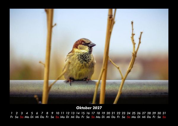 Produktbild: Vogelparadies 2027 Fotokalender DIN A3