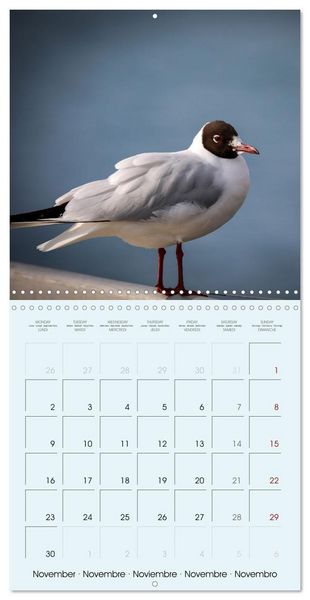 Produktbild: Les oiseaux du lac L&eacute;man (Calendrier mural carr&eacute; 2026 30x30 cm) Calendrier double avec une page pour vos prises de notes