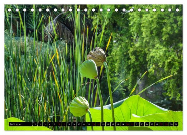 Produktbild: Botanischer Garten Palermo (Tischkalender 2026 DIN A5 quer), CALVENDO Monatskalender