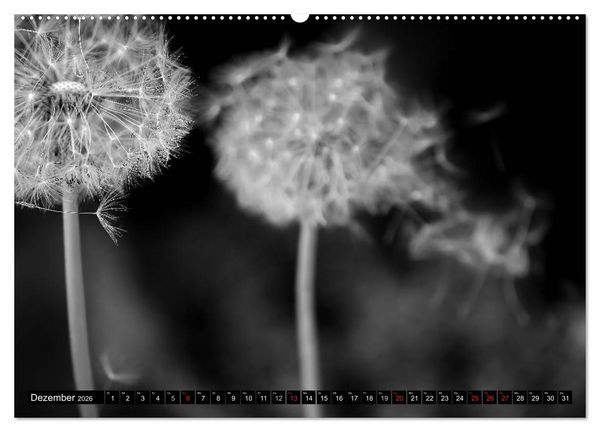 Produktbild: Pusteblume - Impressionen in schwarzwei&szlig; (Wandkalender 2026 DIN A2 quer), CALVENDO Monatskalender