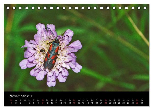Produktbild: Heimische Schmetterlinge (Tischkalender 2026 DIN A5 quer), CALVENDO Monatskalender