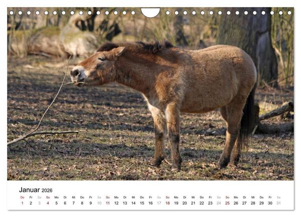 Produktbild: Faszination Przewalski-Pferde (Wandkalender 2026 DIN A4 quer), CALVENDO Monatskalender