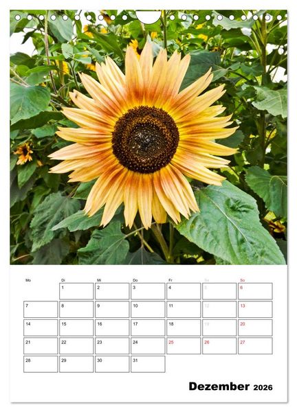 Produktbild: Strahlende Sonnenblumen (Wandkalender 2026 DIN A4 hoch), CALVENDO Monatskalender