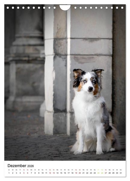 Produktbild: Australian Shepherd - Beste Freunde (Wandkalender 2026 DIN A4 hoch), CALVENDO Monatskalender