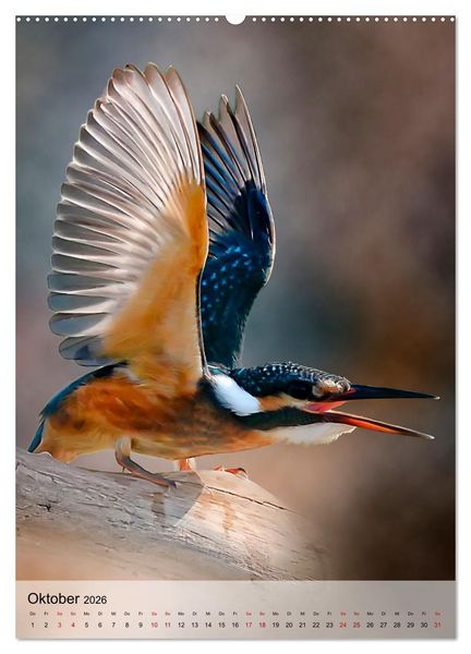 Produktbild: Schillernder Eisvogel (Wandkalender 2026 DIN A2 hoch), CALVENDO Monatskalender