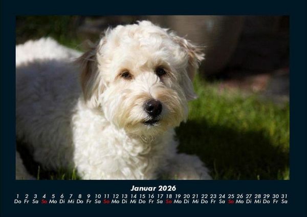 Produktbild: Welpen 2026 Fotokalender DIN A4