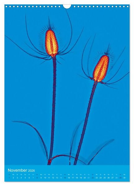 Produktbild: Durchleuchtete Blumenwelt 2026 (Wandkalender 2026 DIN A3 hoch), CALVENDO Monatskalender