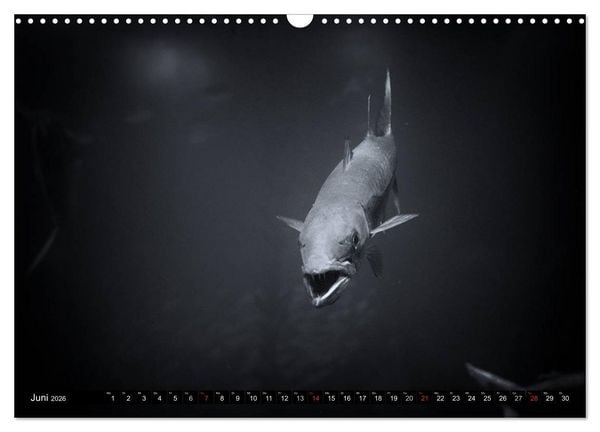 Produktbild: Meerestiere Bilder in Schwarz Weiss (Wandkalender 2026 DIN A3 quer), CALVENDO Monatskalender