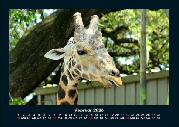 Produktbild: Giraffen 2026 Fotokalender DIN A4