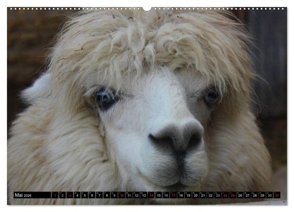 Produktbild: Alpakas und Lamas (Wandkalender 2026 DIN A2 quer), CALVENDO Monatskalender