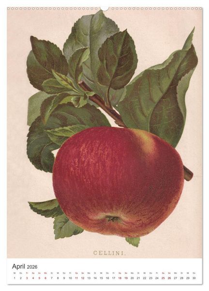 Produktbild: Alte Obstsorten - &Auml;pfel 2026 (Wandkalender 2026 DIN A2 hoch), CALVENDO Monatskalender