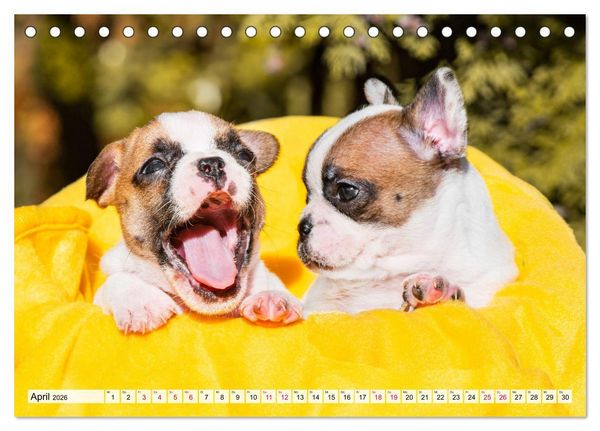 Produktbild: Kleine Helden - Franz&ouml;sische Bulldoggen (Tischkalender 2026 DIN A5 quer), CALVENDO Monatskalender