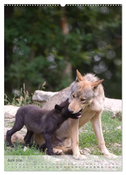 Produktbild: Emotionale Momente: Der Wolf. (hochwertiger Premium Wandkalender 2026 DIN A2 hoch), Kunstdruck in Hochglanz