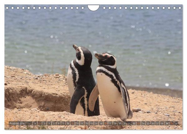 Produktbild: Pinguine in Patagonien (Wandkalender 2026 DIN A4 quer), CALVENDO Monatskalender