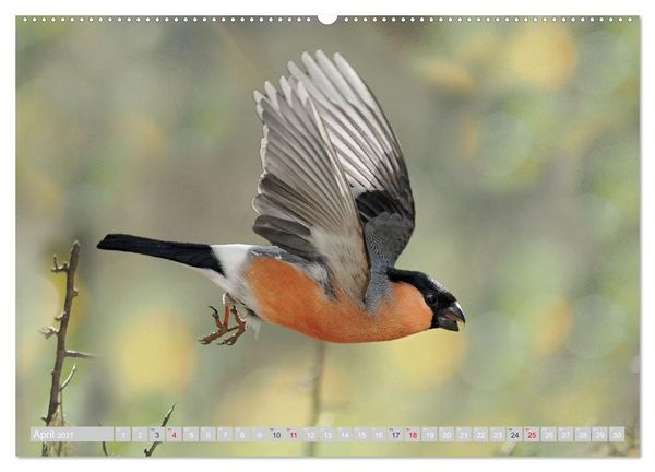 Produktbild: Flugk&uuml;nstler in luftiger H&ouml;he - Heimische Singv&ouml;gel im Flug (Wandkalender 2027 DIN A2 quer), CALVENDO Monatskalender