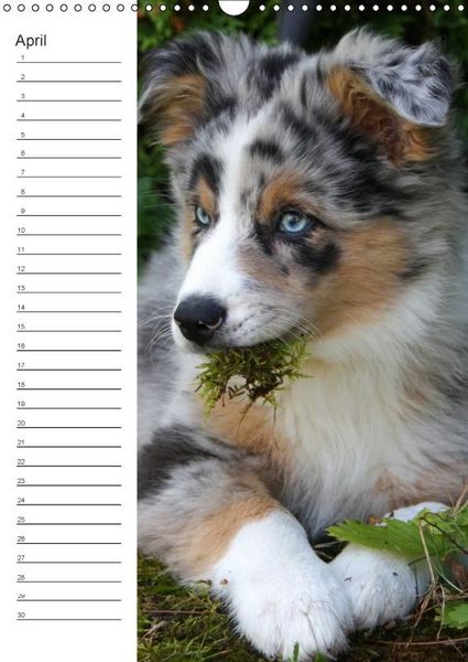 Produktbild: Der Aussie - Geburtstagskalender (Wandkalender immerw&auml;hrend DIN A3 hoch)