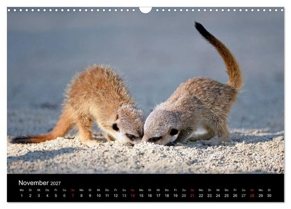 Produktbild: Lustige Erdm&auml;nnchen (Wandkalender 2027 DIN A3 quer), CALVENDO Monatskalender