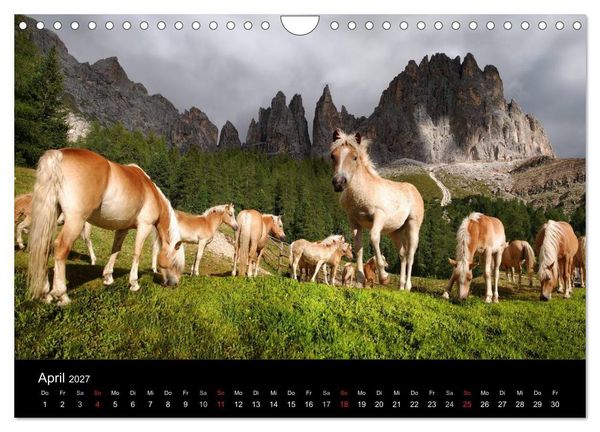 Produktbild: Wundersch&ouml;ne Haflingerwelt (Wandkalender 2027 DIN A4 quer), CALVENDO Monatskalender