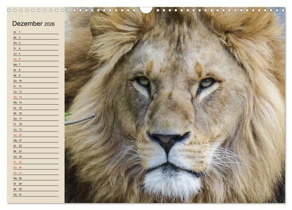 Produktbild: L&ouml;wen. Majest&auml;tische Kraft (Wandkalender 2026 DIN A3 quer), CALVENDO Monatskalender
