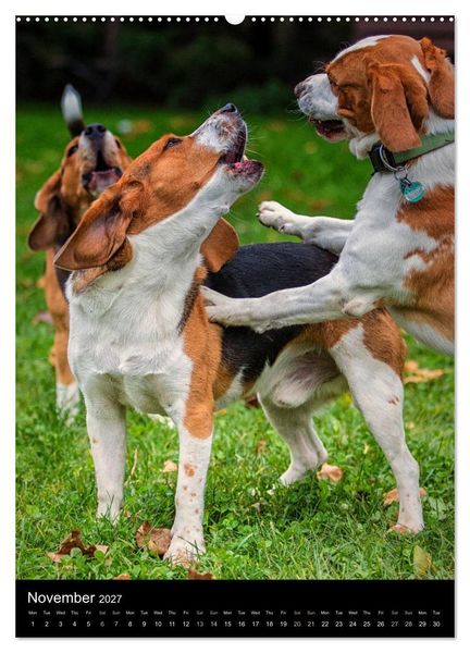 Produktbild: Beagles in action (High Quality Premium Wall Calendar 2027 DIN A2 portrait),CALVENDO 12 Month Wall Calendar