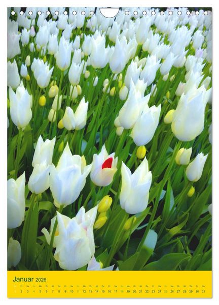Produktbild: Tulpen. Bunter Fr&uuml;hling (Wandkalender 2026 DIN A4 hoch), CALVENDO Monatskalender