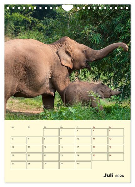 Produktbild: ELEFANTEN - Asiens graue Riesen (Wandkalender 2026 DIN A4 hoch), CALVENDO Monatskalender