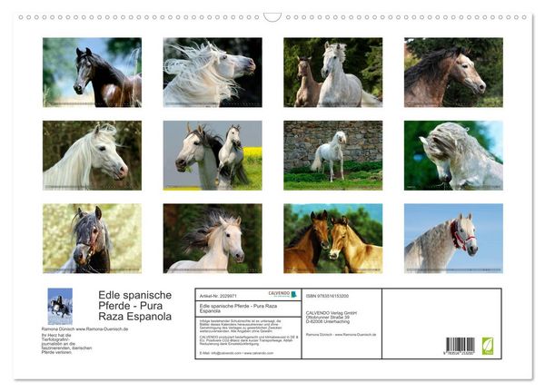 Produktbild: Edle spanische Pferde - Pura Raza Espanola (Wandkalender 2026 DIN A2 quer), CALVENDO Monatskalender
