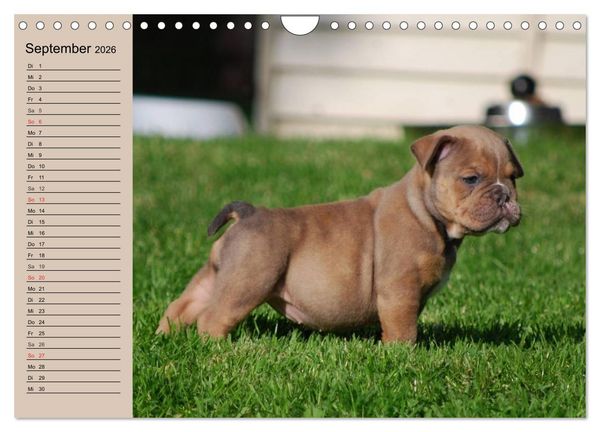 Produktbild: Bulldoggen-Kinder (Wandkalender 2026 DIN A4 quer), CALVENDO Monatskalender