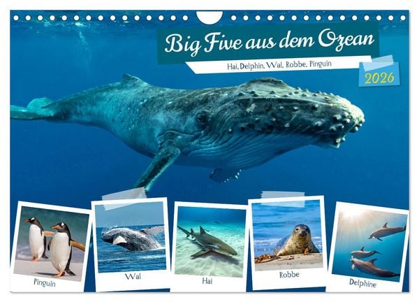 Produktbild: Big Five aus dem Ozean Hai, Delphin, Wal, Robbe, Pinguin (Wandkalender 2026 DIN A4 quer), CALVENDO Monatskalender
