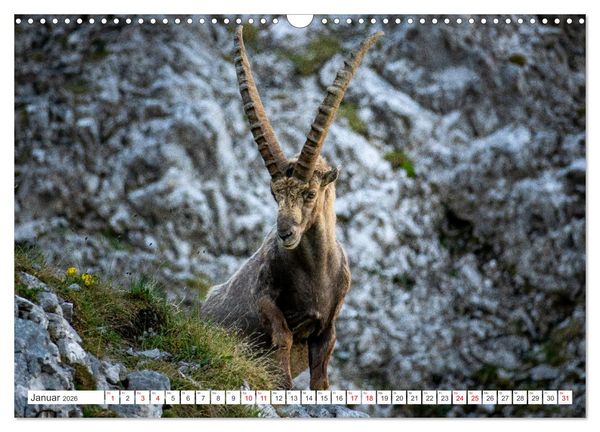 Produktbild: Steinb&ouml;cke - Majest&auml;tische Tiere der Alpen (Wandkalender 2026 DIN A3 quer), CALVENDO Monatskalender