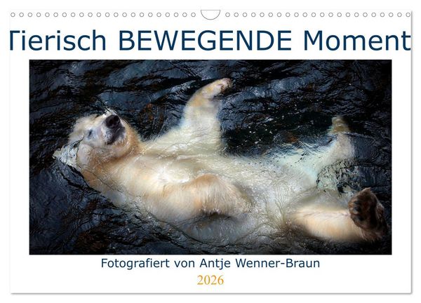 Produktbild: Tierisch BEWEGENDE Momente (Wandkalender 2026 DIN A3 quer), CALVENDO Monatskalender