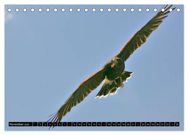 Produktbild: Faszination Greifv&ouml;gel Schnelle J&auml;ger (Tischkalender 2026 DIN A5 quer), CALVENDO Monatskalender