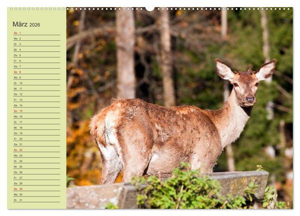 Produktbild: Wir sind die Stars im Wald (hochwertiger Premium Wandkalender 2026 DIN A2 quer), Kunstdruck in Hochglanz