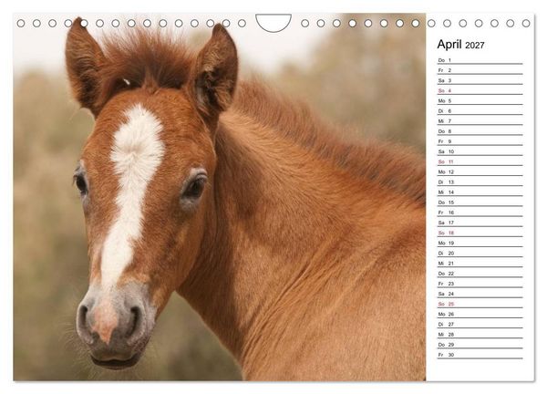Produktbild: Pferde der Camargue &ndash; Schimmel im Rh&ocirc;nedelta (Wandkalender 2027 DIN A4 quer), CALVENDO Monatskalender