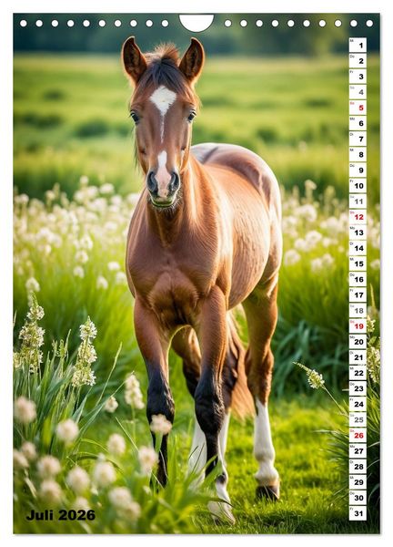 Produktbild: Pferdekalender - Wundersch&ouml;ne Pferde in Natur und Portraits (Wandkalender 2026 DIN A4 hoch), CALVENDO Monatskalender
